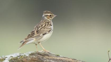 Woodlark