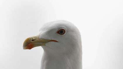 Yellow-legged Gull