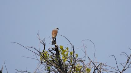Red-backed Shrike