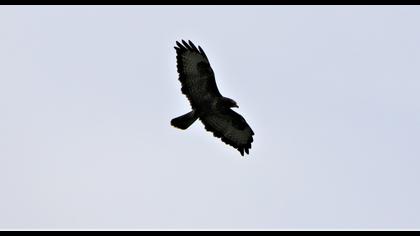 Common Buzzard