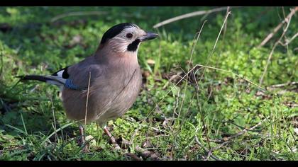 Eurasian Jay