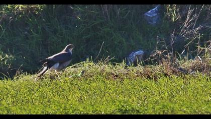 Eurasian Sparrowhawk