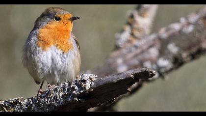 European Robin