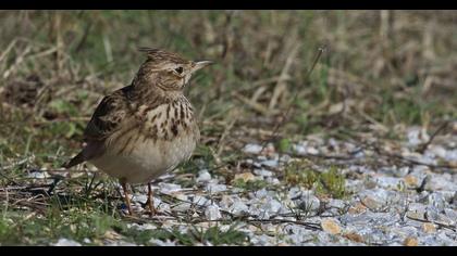 Crested Lark