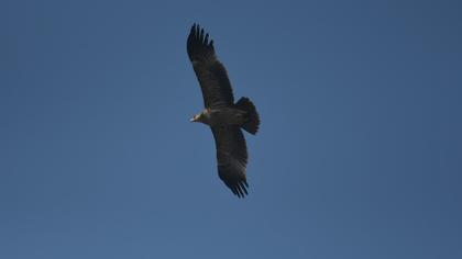 Eastern Imperial Eagle
