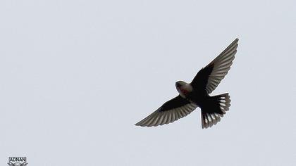 Eurasian Crag Martin