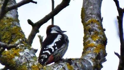 Middle Spotted Woodpecker