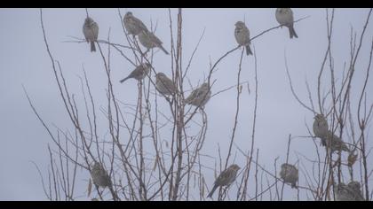Corn Bunting