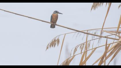 Common Kingfisher