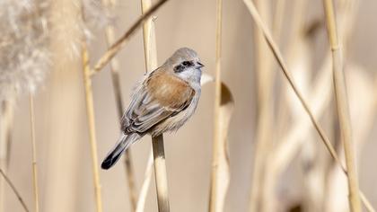 Eurasian Penduline Tit
