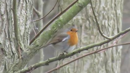European Robin