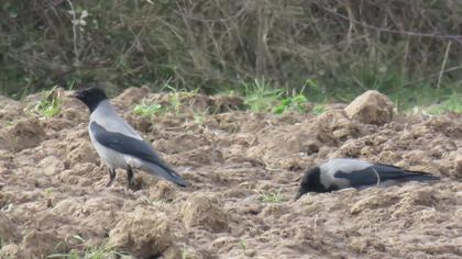 Hooded Crow