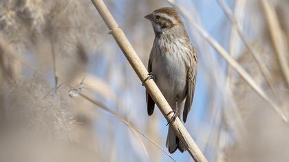 Bataklık Kirazkuşu