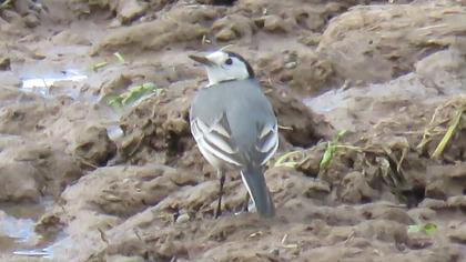 White Wagtail