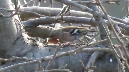 Common Chaffinch