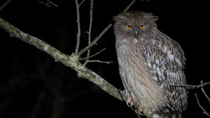 Brown Fish Owl