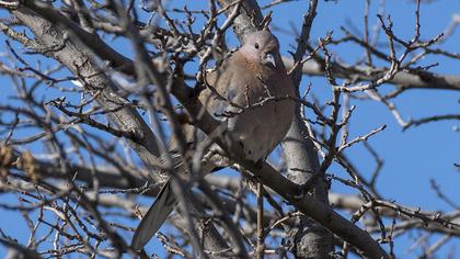Laughing Dove