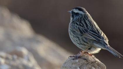Radde`s Accentor