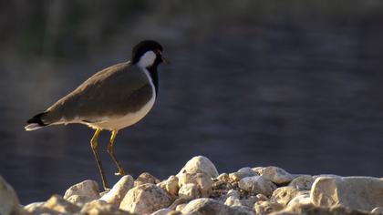 Red-wattled Lapwing