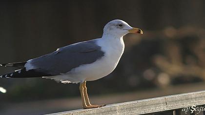 Van gölü martısı