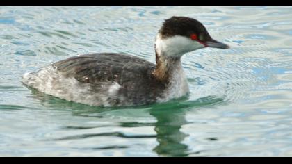 Horned Grebe