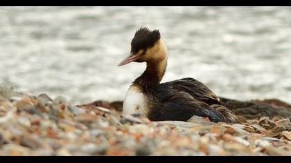 Great Crested Grebe