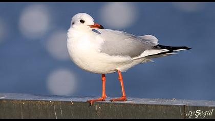 Black-headed Gull