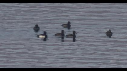 Tufted Duck