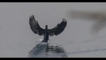 Great Cormorant
