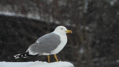 Yellow-legged Gull