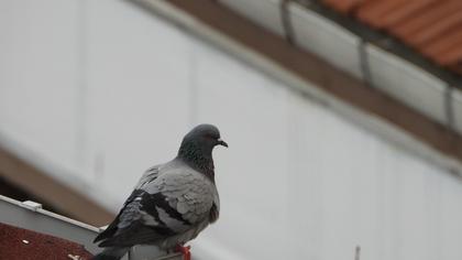 Rock Dove