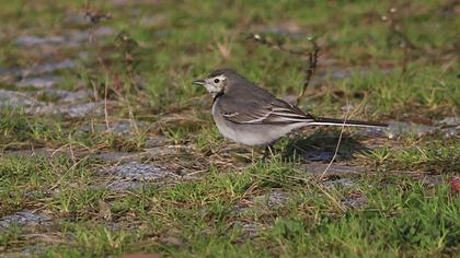 White Wagtail