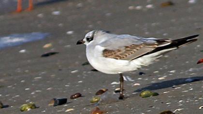 Mediterranean Gull
