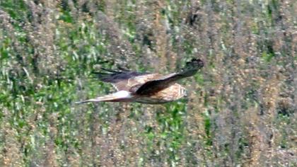 Hen Harrier