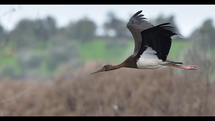 Black Stork