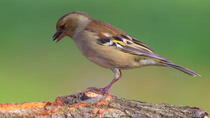 Common Chaffinch