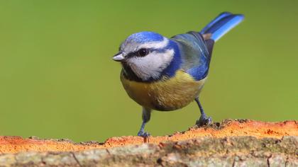 Eurasian Blue Tit