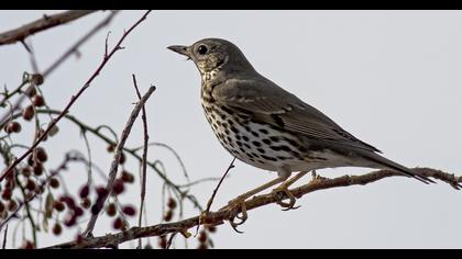 Song Thrush