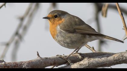 European Robin