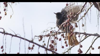 Black Redstart