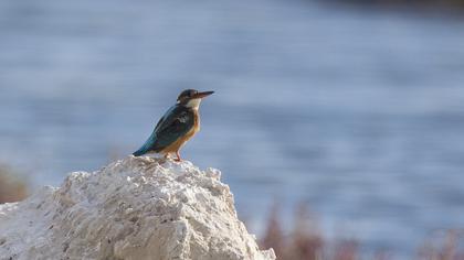Common Kingfisher