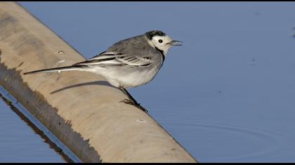White Wagtail