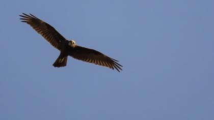 Western Marsh Harrier