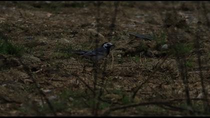 White Wagtail