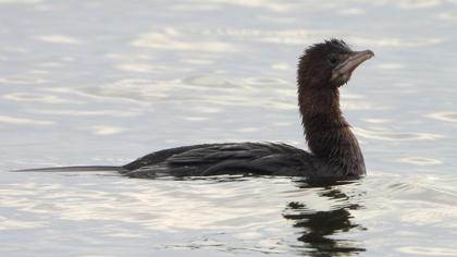 Pygmy Cormorant