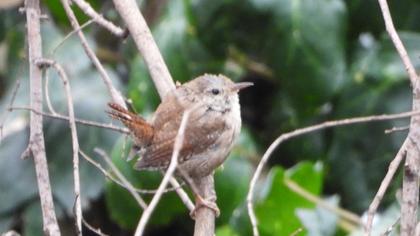 Eurasian Wren