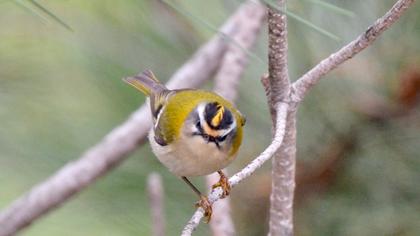 Common Firecrest