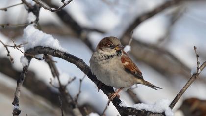 House Sparrow
