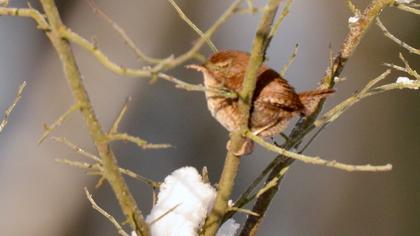 Eurasian Wren