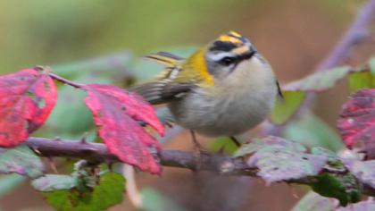 Common Firecrest